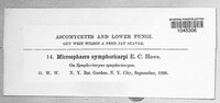 Erysiphe symphoricarpi image